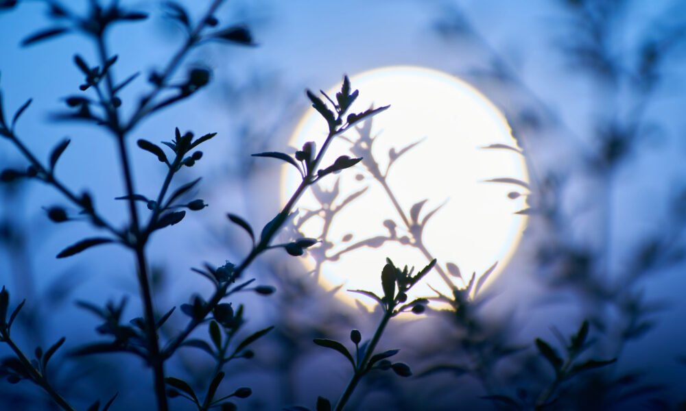 Polna luna 12. maja 2025: vpliv, rituali in horoskop