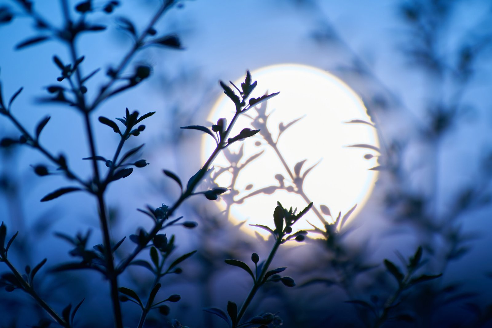 Polna luna 12. maja 2025: vpliv, rituali in horoskop